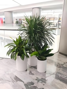 探秘前湾花木出租价格，超划算！